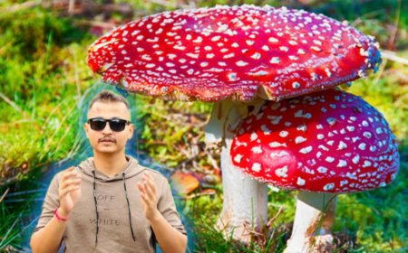 नेपालमा पाइने विषालु च्याउहरूको बारेमा जानकारी